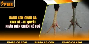 Cách Xem Chân Gà Linh Kê - Bí Quyết Nhận Diện Chiến Kê Quý