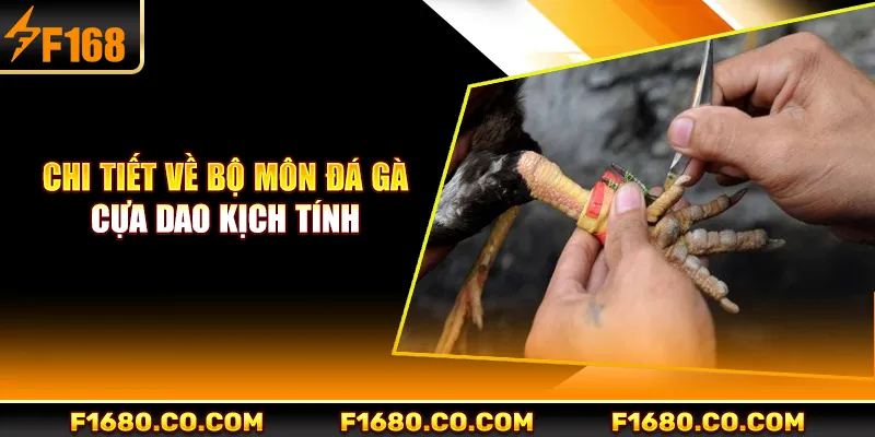Chi tiết về bộ môn đá gà cựa dao kịch tính