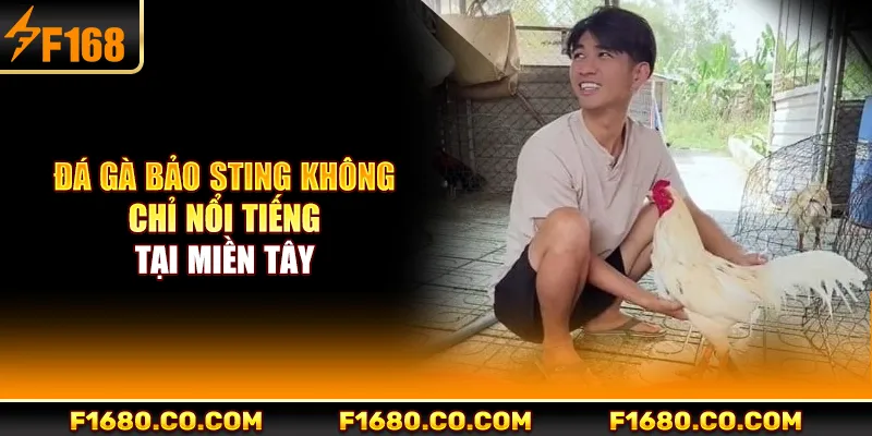 Đá gà Bảo Sting không chỉ nổi tiếng tại miền Tây