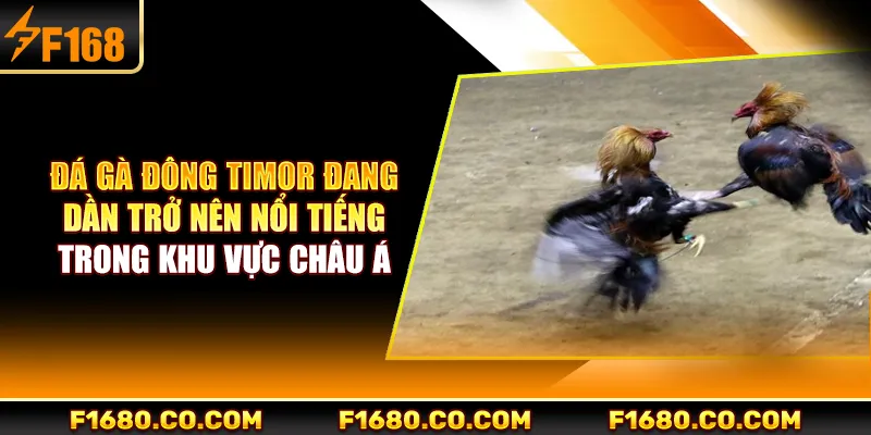 Đá gà Đông Timor đang dần trở nên nổi tiếng trong khu vực châu Á