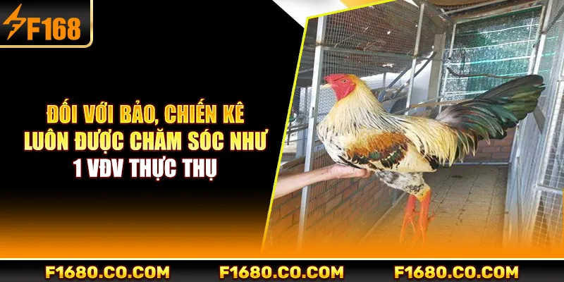Đối với Bảo, chiến kê luôn được chăm sóc như 1 VĐV thực thụ