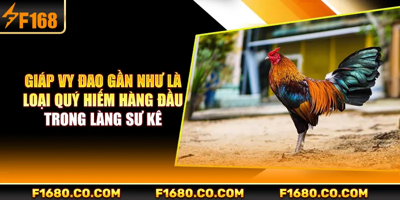 Giáp vy đao gần như là loại quý hiếm hàng đầu trong làng sư kê
