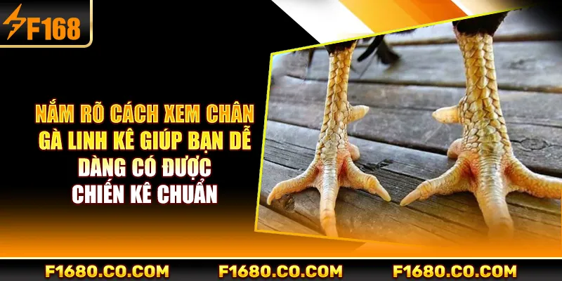 Nắm rõ cách xem chân gà linh kê giúp bạn dễ dàng có được chiến kê chuẩn