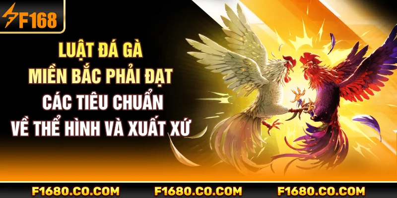 Luật đá gà miền Bắc phải đạt các tiêu chuẩn về thể hình và xuất xứ